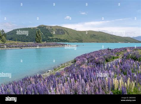 Landscape With Myriad Of Blossomig Lupin Flowers On Tekapo River Shore