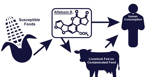 Aflatoxins are toxic metabolites produced by certain fungi in/on foods moreover , these studies also revealed that there are four major aflatoxins : What are the affects of Aflatoxins on the food chain?