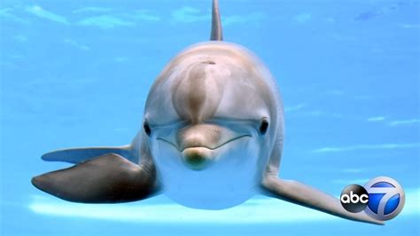 Brookfield Zoo Mourns Sudden Loss Of Young Dolphin Maxine Abc7 Chicago