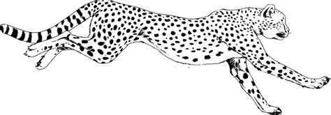 Cheetah White Background Images Browse 651 Stock Photos Vectors And
