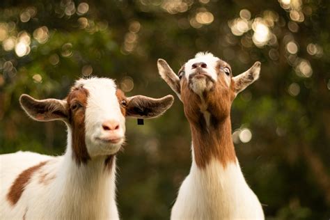 Things You Didnt Know About Goats Sacred Cow