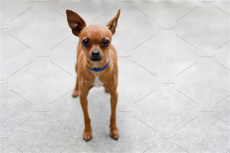 Small Light Brown Chihuahua Dog High Quality Animal