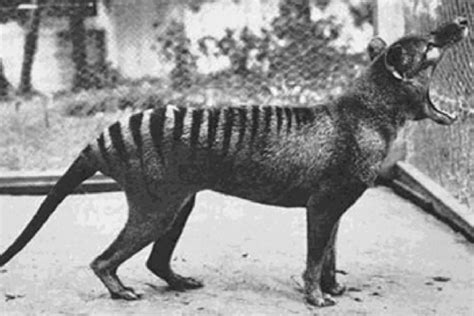 Hard to be sure if it was a thylacine or a reappearance of the fabled ozenkadnook tiger. Tasmanian tiger sightings detailed as document release ...
