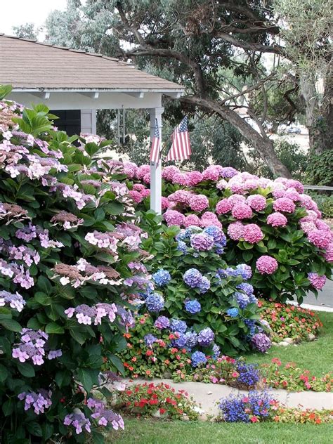 Which shrubs are best to grow a flowered hedge, and which are the flowered shrubs best suited to evergreen, mixed or natural hedges? Flowering Shrubs for Shade | Shade landscaping, Flowering ...
