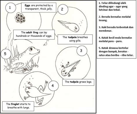 Kitar Hidup Katak Blog Belajar Sains Cikgu Hasni