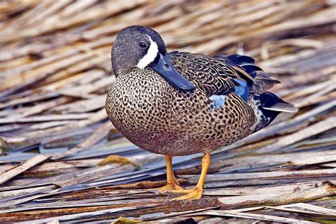 Blue Winged Teal Wikipedia