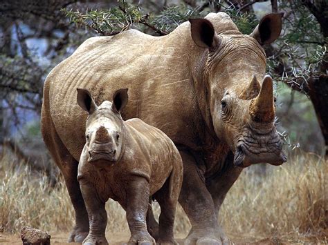 Image Detail For White Rhinoceros Animals Of The World Animals And