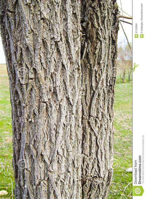 Willow Tree Outer Shell Pictures Tree Bark Patterned Bark Willow