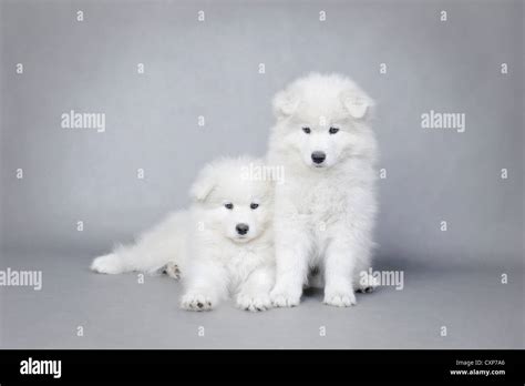 Two Little Samoyed Puppies Portrait At Grey Background Stock Photo Alamy