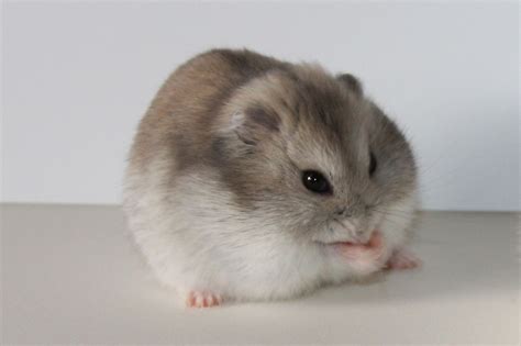 Winter White Dwarf Hamster Profile Facts Traits Color Eyes