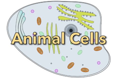 The biosynthesis of pectic polysaccharides. What Is An Animal Cell? Facts & Information For Kids ...