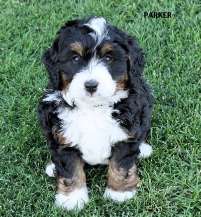 All of our bernedoodle buddies are raised in our home, and begin their training here with the puppy culture program. Bernedoodle Puppy Pricing - ROCKY MOUNTAIN BERNEDOODLES