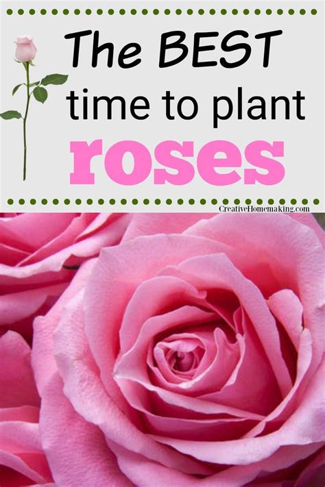 When To Plant Roses When To Plant Roses Plants Planting Roses