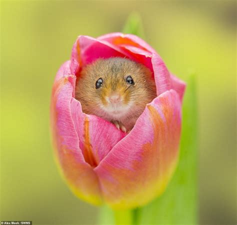 Adorable Harvest Mice Peek Out Of Some Fresh Blooms As They Play In The