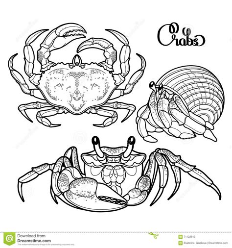 Graphic Vector Crab Collection Stock Vector Illustration Of Aquatic
