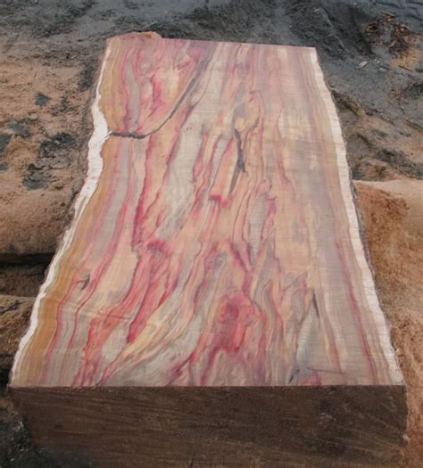 Pix For Boxelder Maple Wood Wood Wood Slab Wood Species