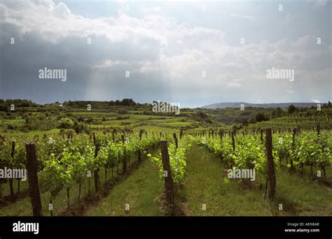 Vineyard Refosco Vines At Rojac Winery Koper Wine Region Of