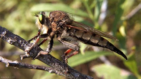 Giant Robber Fly Promachus North American Insects And Spiders