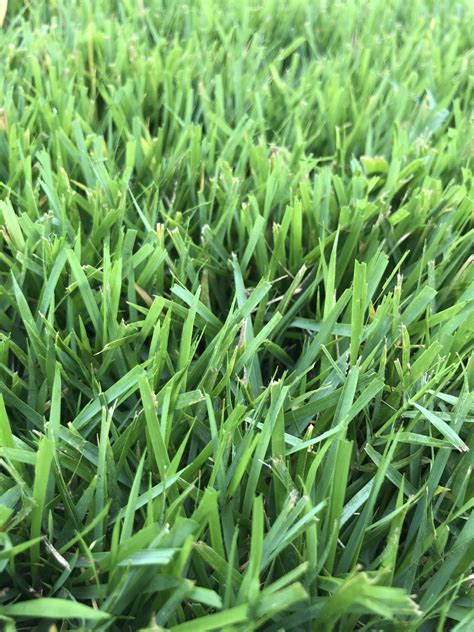 Kinds Of Grass For Your Lawn Types Of Grass Grass Type My Xxx Hot Girl