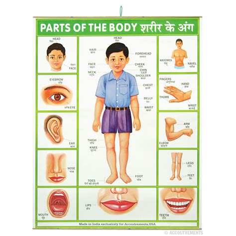 Parts Of The Body Poster Accoutrements Archie Mcphee Wholesale