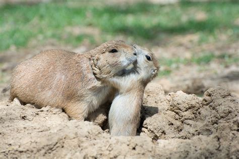 Black Tailed Prairie Dog Facts Habitat Diet Life Cycle Baby Pictures