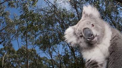 Koala Wallpapers Desktop 4k