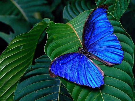 Blue And Brown Butterfly Butterfly Wings Leaves Bright Hd