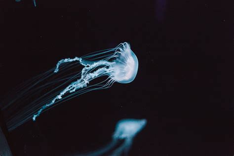 Box Jellyfish Worlds Deadliest Jellyfish Stings 5 Year Old Child In