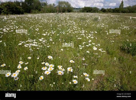 Wildflower Meadow Full Of Ox Eye Daisies At New Housing Development