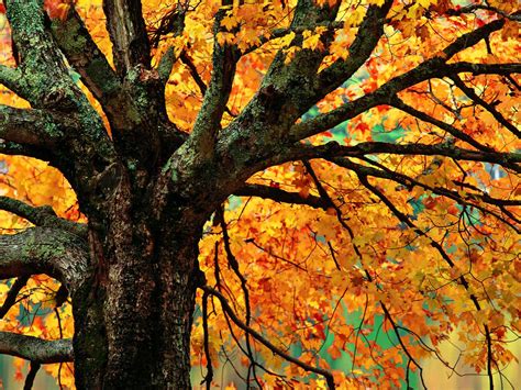 Download Autumn Maple Tree Branches X Close By Mdavis97 Wallpaper