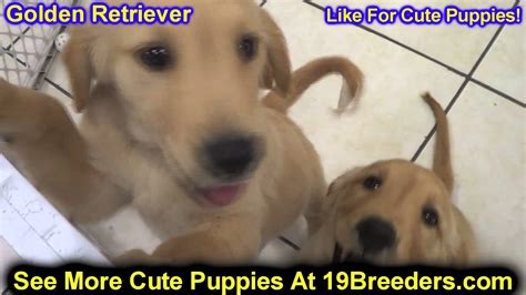 The golden retriever will range from 20 to 25 inches tall, and weigh from 60 to 80 pounds. Golden Retriever, Puppies, For, Sale, In, Philadelphia ...