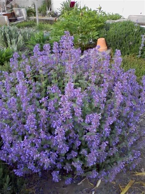 The plants are healthy and flowering with beautiful blue flowers. 50 Blue CATMINT Nepeta Mussinii HERB Flower Seeds | Flower ...