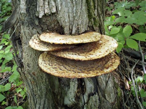 Picasa Web Albums Mitch Rice Mushroom Fungi Dryads