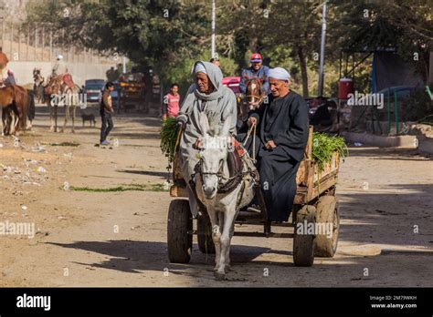 Cairo Egypt January 31 2019 Donkey Carriage In Giza Neighborhood