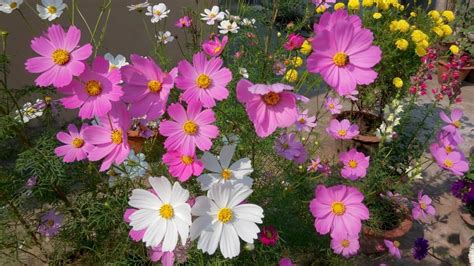 Cosmos Flower Growing And Care How To Grow Cosmos Plant Easily কসমস