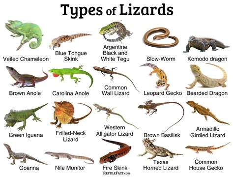 Lizards Facts And List Of Types With Pictures Reptile Fact