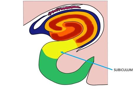 Subiculum Definition Neuroscientifically Challenged