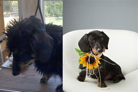 Learn more about charmm dachshunds in texas. A Texas Dachshund Rescue Boosts Adoptions With a Little ...