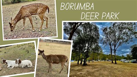 Borumba Deer Park Imbil Situated In The Hinterland Of Queenslands
