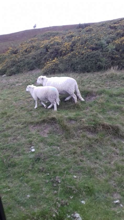 Sheep On The Hills Photo