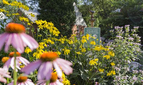 How To Turn Your Yard Into An Ecological Oasis Yes Magazine