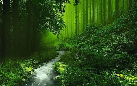 720p Free Download Beautiful Forest With A Stream Forest Stream