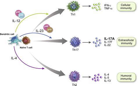 Interleukin 17a Toward A New Understanding Of Psoriasis Pathogenesis