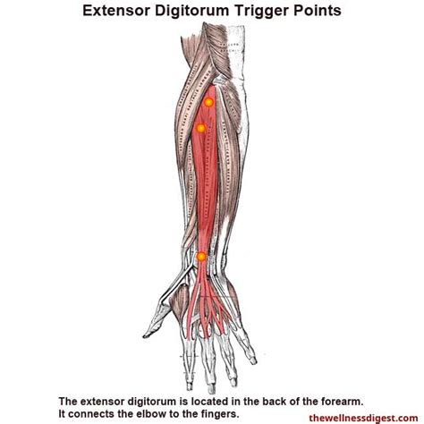 Extensor Digitorum Muscle Pain The Wellness Digest
