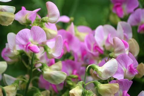 Sweet Peas The Hip Horticulturist