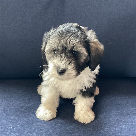 Hypoallergenic Mini Schnoodle Puppies For Sale Pierce Schnoodles