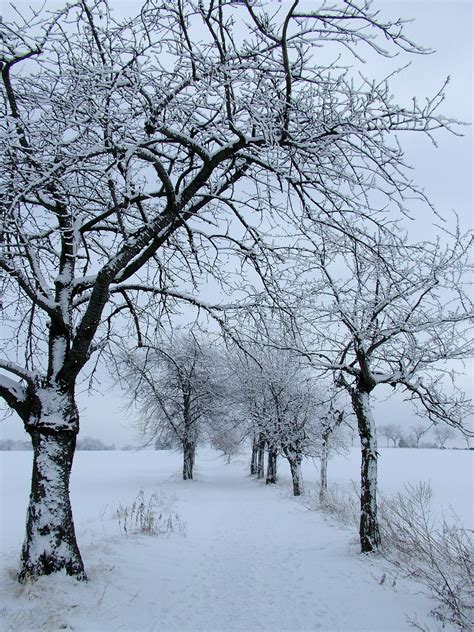 무료 이미지 나무 분기 눈 겨울 꽃 서리 봄 날씨 단색화 시즌 떨어져 동결 우디 식물 2136x2848