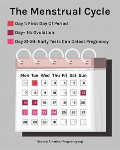 Ovulation Calculator Least Fertile Days Gestukz