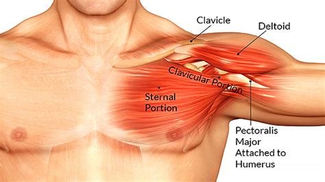 A man's chest — like the rest of his body — is covered with skin that has two layers. 8 Secrets For Building Your Best Upper Chest | T Nation