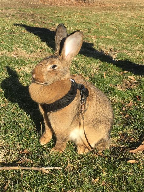 Flemish Giant Named Clover Enjoying Her First Time Out With A Harness